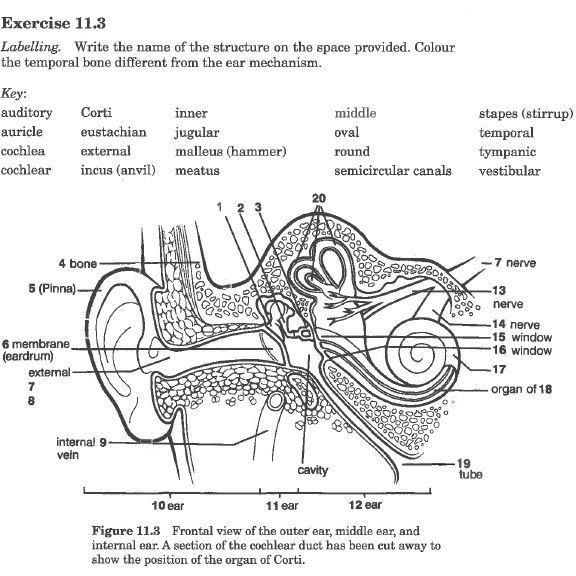 Paramedic Shop PSG Learning Textbooks Anatomy and Physiology Workbook for Paramedics (UK Edition)